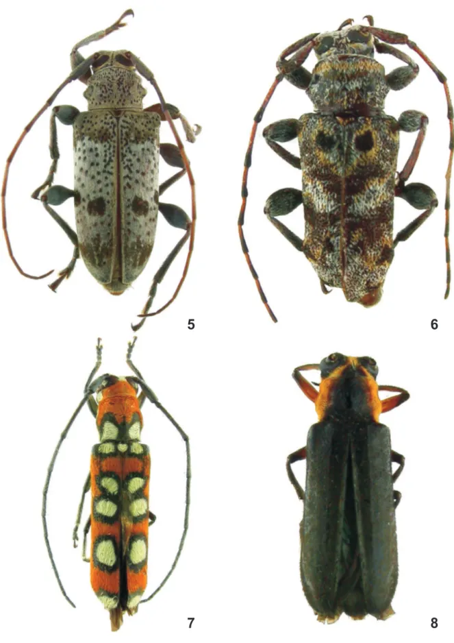 Figs 5-8: 5, Cotycicuiara caracolensis sp. nov., holótipo macho, comprimento 8,9 mm; 6, Xenofrea peculiaris sp
