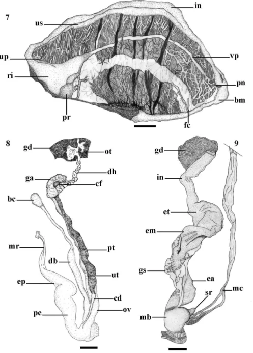 Figs 7-9. Thaumastus straubei sp. nov.: 7, teto da câmara palial; 8, sistema reprodutor; 9, sistema digestivo (bc, bursa copulatrix; bm, bordo do  manto; cd, canal deferente; cf, complexo de fertilização; db, ducto da bursa copulatrix; dh, ducto hermafrodi