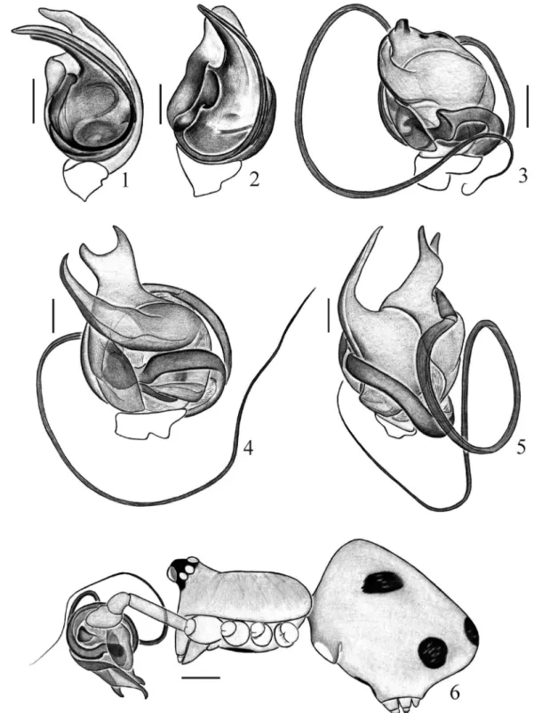 Figs 1-6. 1, Cryptachaea amazonas sp. nov., palpo do macho, ventral; 2, Cryptachaea maldonado sp