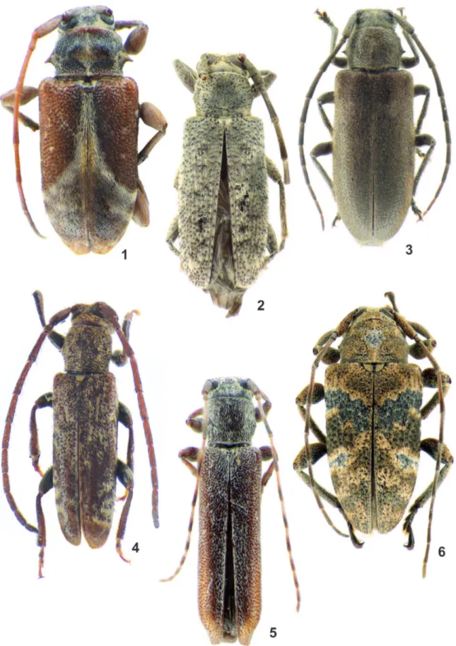 Figs 1-6. 1, Nesozineus osorioensis sp. nov., holótipo fêmea, comprimento total 5,8 mm; 2, Drycothaea clara sp