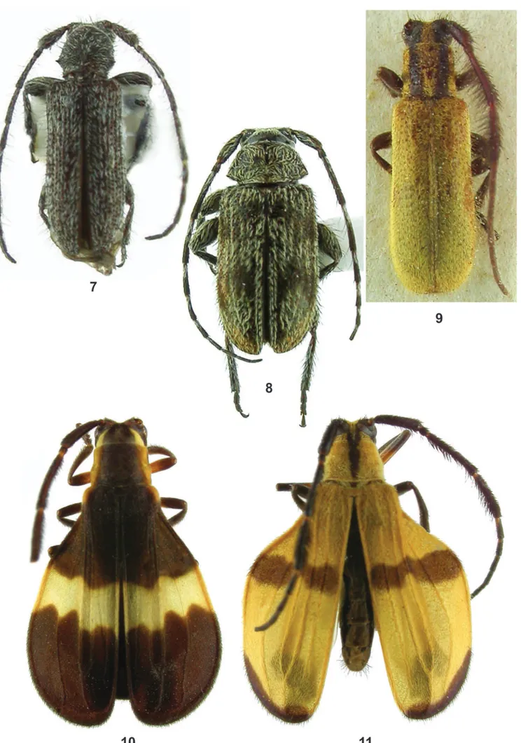 Figs 7-11. 7, Mimasyngenes fonticulus sp. nov., holótipo macho, comprimento 3,9 mm; 8, Ibypeba camiri sp