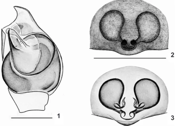 Figs 1-3. Hentziectypus tayrona sp. nov.: 1, palpo do macho, ventral. 2, 3. Hentziectypus rafaeli Buckup &amp; Marques, 1991, epígino: 2, ventral, 3,  dorsal, clarificado