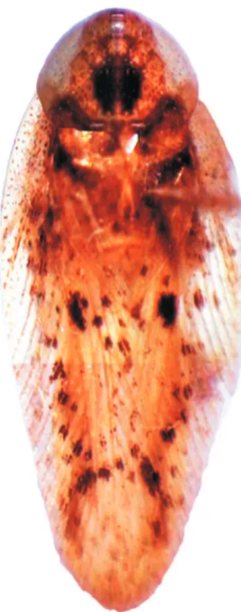 Figura 10. Chorisomaculata manauensis sp. nov., holótipo  :