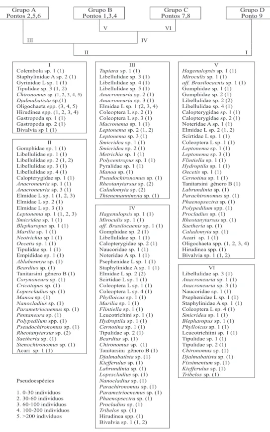 Fig. 8. Classificação divisiva (TWINSPAN) da fauna de macroinvertebrados aquáticos amostrada em nove pontos de coleta em riachos da região de Assis, Estado de São Paulo