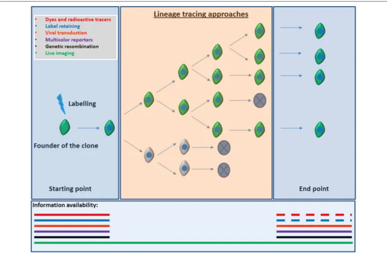 FIGURE 2 | Information available according to the lineage tracing approach employed. Most of the lineage tracers implies a readout based on static end-point experiments