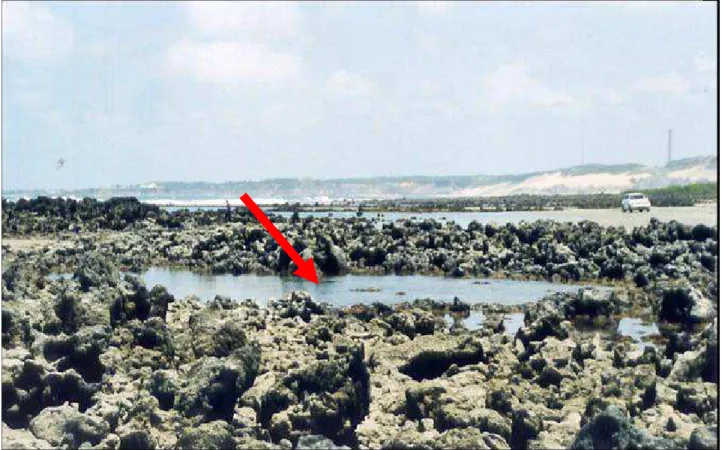 Figura 2 – Local de coleta: Praia de Búzios, Nísia Floresta/RN, Brasil (A seta indica uma piscina de maré).