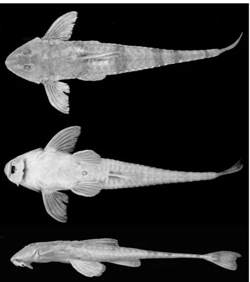 Fig. 9. Rineloricaria reisi sp. nov. holótipo MZUSP 28748,  , 168mm CP, rio Piratini na Fazenda Hinz, distrito de Coimbra, Santo Ângelo (28º42’S 54º25’W), Rio Grande do Sul.