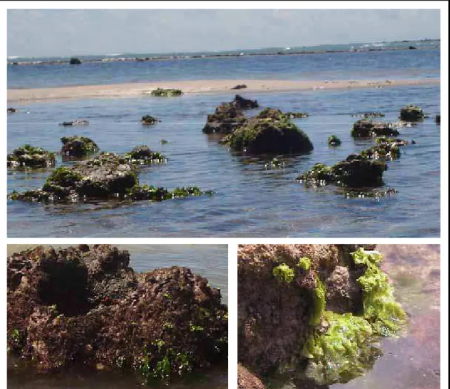 Figura 2: U. lactuca encontrada na região intertidal da praia de Búzios - RN 