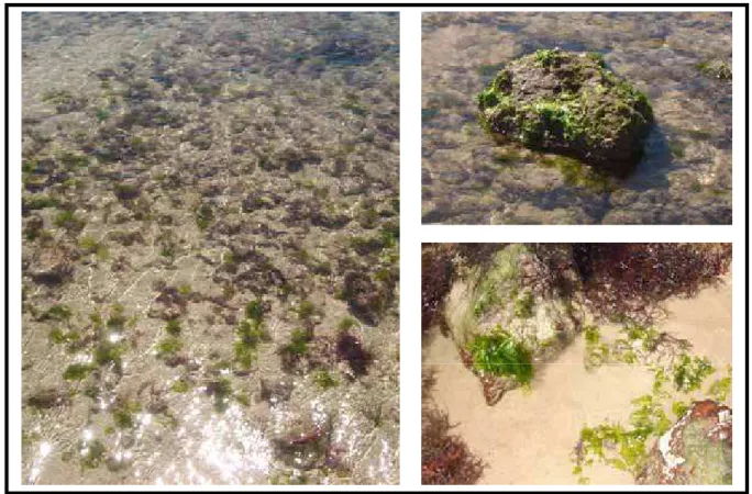 Figura 3: U. lactuca encontrada em poças de maré na praia de Búzios - RN 