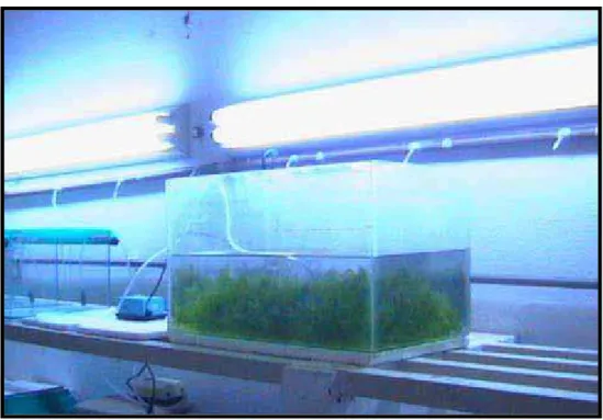Figura 5: Aquário reserva – acondicionamento inicial das algas 