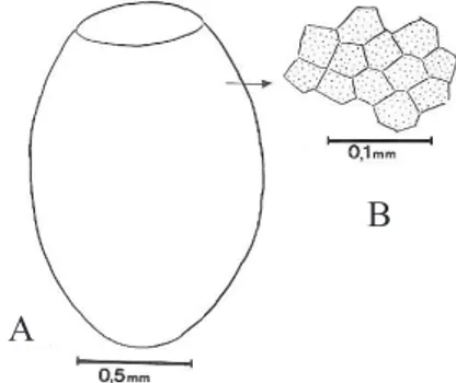 Fig. 1. Triatoma carcavalloi Jurberg, Rocha &amp; Lent, 1998; Ovo: A, corpo com superfície lisa; B, ornamentação, vista através de microscopia óptica e evidenciando as células pentagonais e hexagonais justapostas.