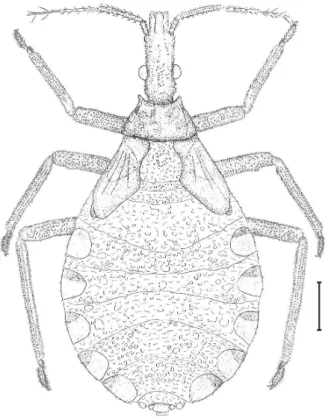 Fig. 7. Triatoma carcavalloi Jurberg, Rocha &amp; Lent, 1998; Ninfa de 5° estádio. Barra, 2 mm.