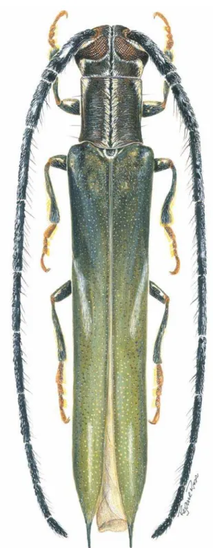 Fig. 9. Habitus, Aerenicopsis rejaneae sp. nov., holótipo  , comprimento 14,8 mm.