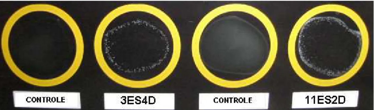 Figura 6: Produção da proteína PBP2a nas amostras de S. hominis hominis (3ES4D) e  S. 