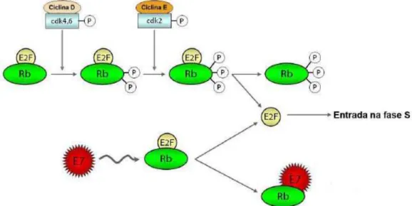 Figura 4. Associação de E7 a proteína do retinoblastoma.  A fosforilação seqüencial da 