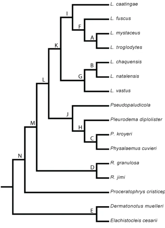 Figura 2.  Superárvore da filogenia usada na análise de Ordenação Canônica Filogenética