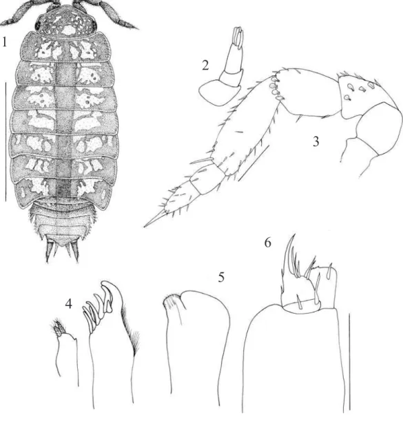 Fig. 7. Trichorhina tatianae sp. nov., coordenadas b/c e d/c dos nódulos laterais.