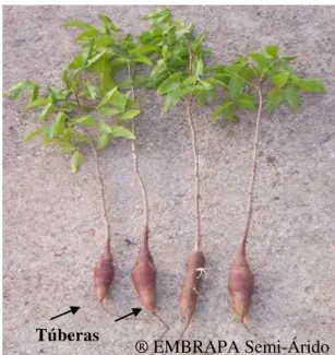 Figura 2. Raízes de plantas de umbuzeiro  com 60 dias de germinadas, apresentando  túberas