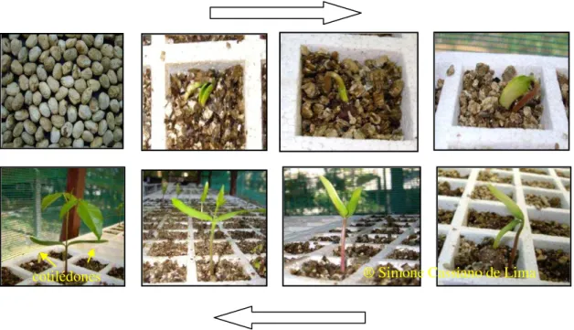 Figura 7. Seqüência do desenvolvimento de uma plântula de umbuzeiro desde emergência  da semente, em substrato vermiculita, demonstrando ser do tipo epígea
