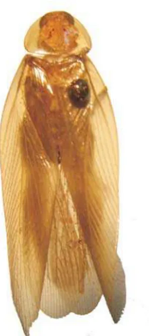 Fig. 1. Cariblattella petrazulana sp. nov., holótipo  : habitus, dorsal.