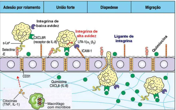 Figura  1.  Processo  de  captura,  rolamento  e  migração  transendotelial  de  leucócitos  ao  longo do vaso sanguíneo
