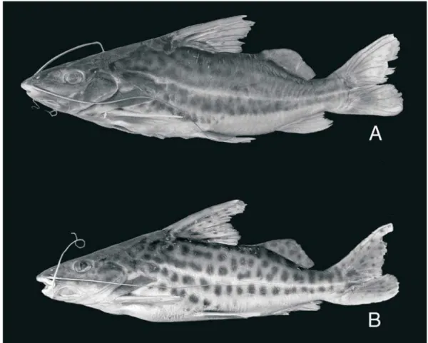 Fig. 2. Pimelodus pantaneiro sp. nov., A, holótipo, MZUSP 87808, 228,4 mm CP, rio Miranda, Bonito, Mato Grosso do Sul; B, parátipo, MZUL 3567, 181,7 mm CP, rio Pixaim e corixos próximos, drenagem do rio Cuiabá, Poconé, Mato Grosso.