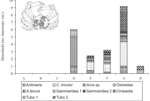 Fig. 4. Freqüência relativa (%) das fêmeas ovígeras e não-ovígeras de Libinia ferreirae portadoras de macroepizoísmo.