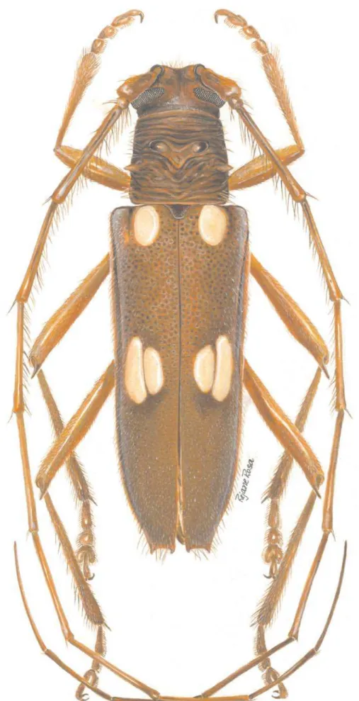 Fig. 2. Eburodacrys silviamariae sp. nov., holótipo  , comprimento 18,1 mm.