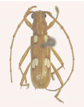 Fig. 5. Eburodacrys ayri sp. nov., holótipo  , comprimento 10,0 mm.