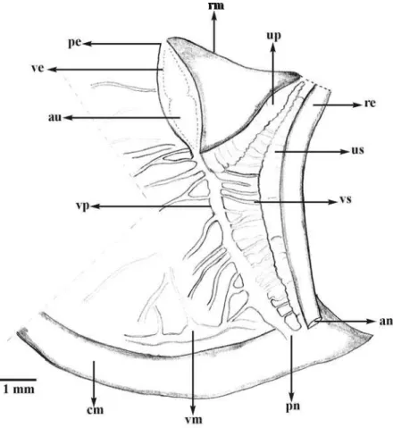 Fig. 32. Cavidade palial de Simpulopsis gomesae sp. nov. (an,  ânus; au,  aurícula; cm, colar do manto; pe, pericárdio; pn, pneumostômio; re, reto; rm, rim; up, ureter primário; us, ureter secundário; ve, ventrículo; vm, veia marginal; vp, veia pulmonar pr