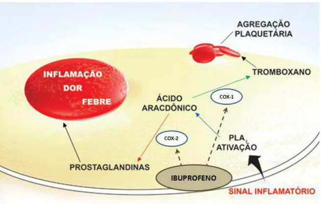 Figura  6:  Esquema  simplificado  da  síntese  de  tromboxano  e  prostaglandinas,  via 