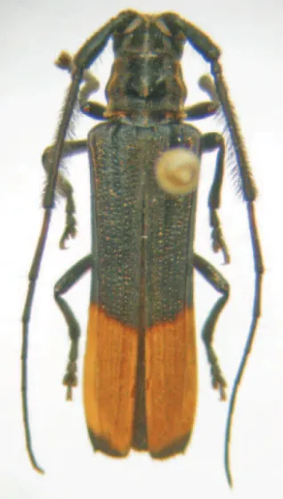 Fig. 11. Malacoscylus elegantulus sp. nov., holótipo  , comprimento 11,5 mm.