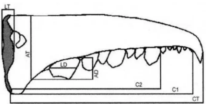 Fig. 2. Medidas realizadas nos dátilos de Callinectes danae,  C.