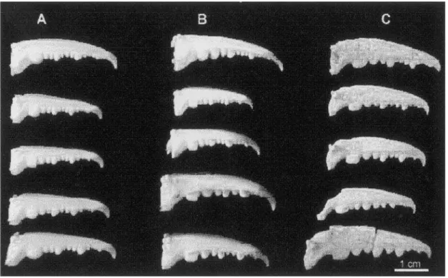 Fig. 4.  Dátilos utilizados no estudo: (A) Callinectes danae;  (B) C. sapidus; (C) material do cerrito Ariano Souza, Rio Grande, RS.