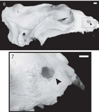 Tabela II. Número de espécimes (33) e percentuais de Otaria byronia com alterações dentárias, alterações infecciosas e hipoplasia de esmalte, classificados por estágio de desgaste dentário (1, atrição ausente ou pequena na coroa dentária; 2, atrição com fr