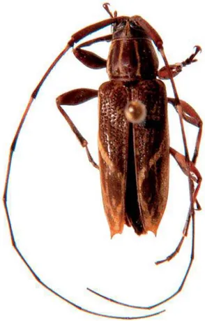 Fig. 2. Cobelura wappesi sp. nov., holótipo  , Puerto Quito, Pichincha, Equador, comprimento, 9,7 mm.