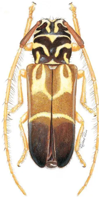 Fig. 8. Habitus. Hemiloapis ybyra sp. nov., holótipo  , Santa Cruz, comprimento 10,4 mm.