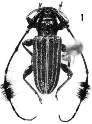 Fig. 1. Taurolema cicatricosa Lane, 1966:   (MNRJ), Vera, Mato Grosso, Brasil, comprimento 6,6 mm.