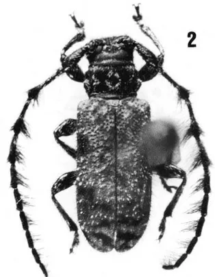 Fig. 2. Taurolema nigropilosa sp. nov.: holótipo   (MNRJ), Conceição da Barra, Espírito Santo, Brasil, comprimento 6,4 mm.