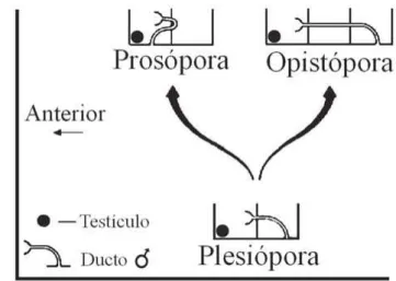 Fig. 7. Derivação dos ductos masculinos prosóporo e opistóporo da forma plesiópora ancestral (modificado de BRINKHURST, 1982).