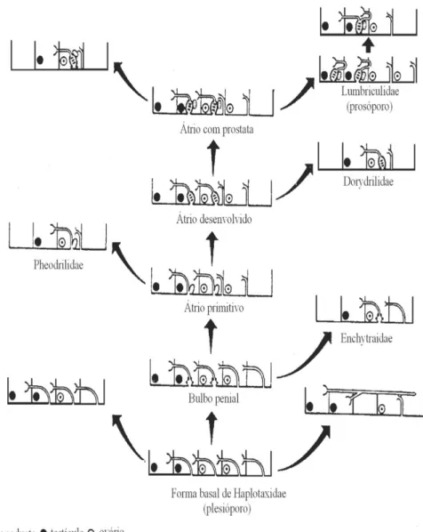 Fig. 8. Série de transformação do ducto masculino dos oligoquetos aquáticos (modificado de BRINKHURST, 1984b).