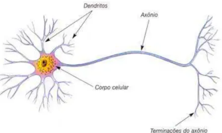Figura 7.2  – Neurônio biológico 
