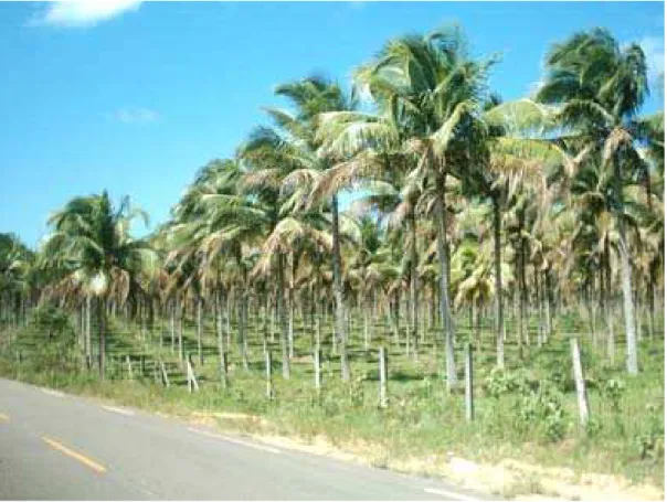 FIGURA 15: Cultivo do coco-da-baía na Fazenda Estrela. Representa o segundo maior produto agrícola do município.