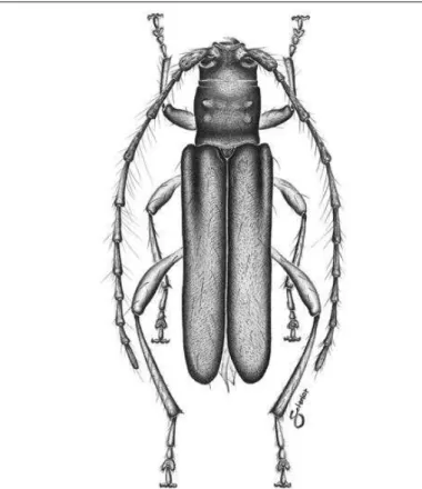 Fig. 4. Eucharassus confusus sp. nov., holótipo  , comprimento 9,6 mm.