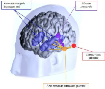Fig. 4 – Representação esquemática das maiores mudan- mudan-ças cerebrais induzidas pela aprendizagem da leitura