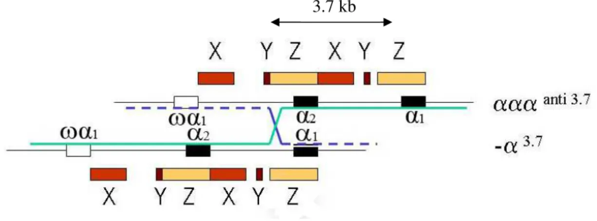 Figura 10 – Mecanismo de recombinação desigual originária da deleção - 3.7  (modificado de  HARTEVELD; HIGGS, 2010) 