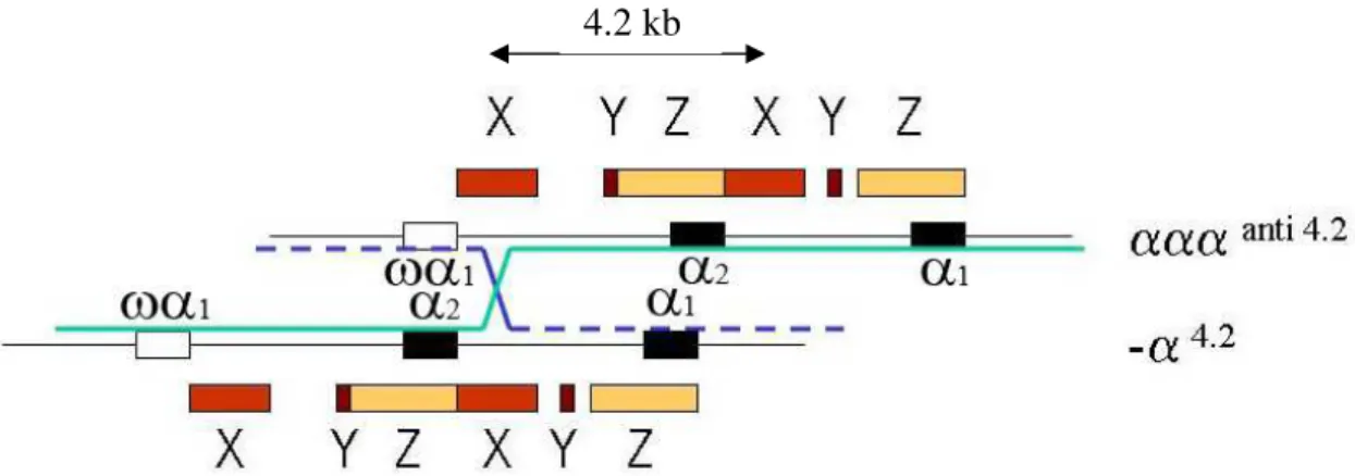 Figura 11 – Mecanismo de recombinação desigual originária da deleção – 4.2  (modificado de  HARTEVELD; HIGGS, 2010) 