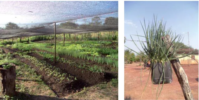 Figura 1  – Horta comunitária das famílias da comunidade São Benedito (esquerda), canteiros  suspensos de hortaliças nos quintais da Comunidade (direita).