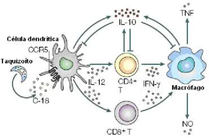 Figura  7-  Resposta  imunológica  ao  Toxoplasma  gondii  durante  fase  tardia  da  infecção 