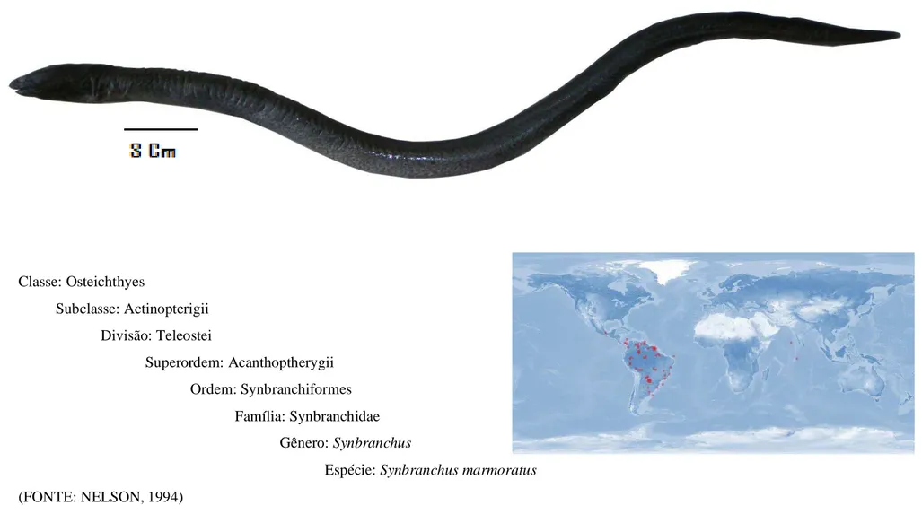 Figura  3. Espécie em estudo mussum, Synbranchus marmoratus  e sua distribuição geográfica (pontos vermelhos no mapa)